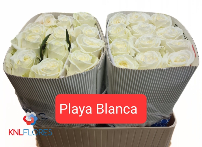 <h4>R GR PLAYA BLANCA</h4>