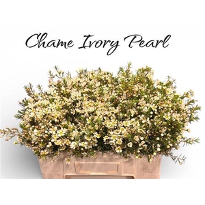 CHAME IVORY PEARL