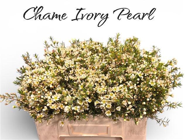 <h4>CHAME IVORY PEARL</h4>