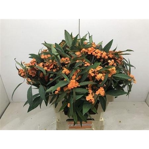 Euph F T Queen Orang