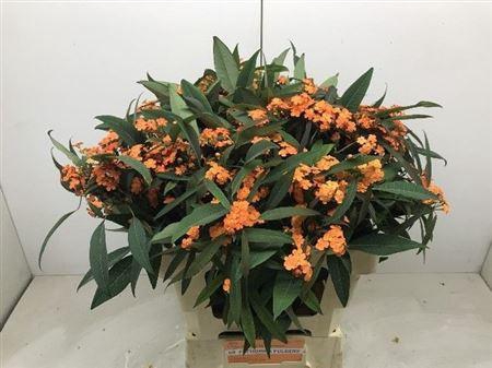 <h4>Euph F T Queen Orang</h4>