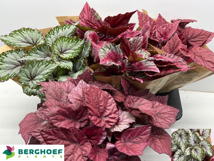 <h4>BEG BEL GEM</h4>