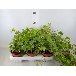 Hedera helix 'Goldchild'