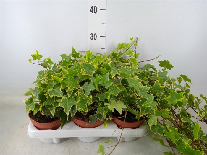 <h4>Hedera helix 'Goldchild'</h4>