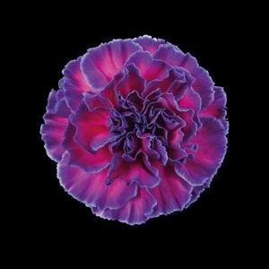 Dianthus St Expression