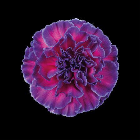 <h4>Dianthus St Expression</h4>