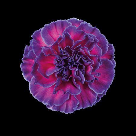 <h4>Dianthus St Expression</h4>