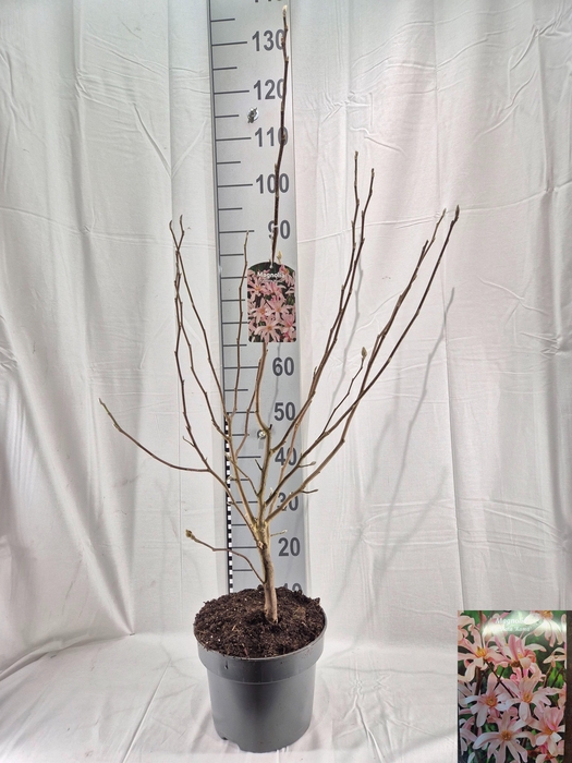 <h4>Magn St Rosea</h4>