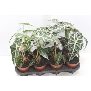 ALOCASIA POLLY P12