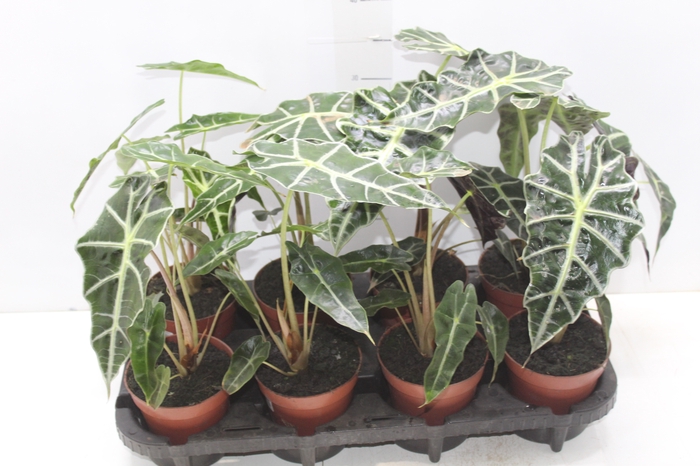 <h4>ALOCASIA POLLY P12</h4>