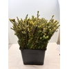 MYRTUS ELISIR TARANTINO 200