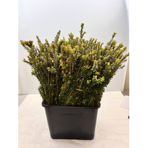 MYRTUS ELISIR TARANTINO 400