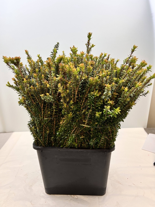 <h4>MYRTUS ELISIR TARANTINO 400</h4>
