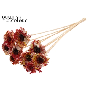 Shola Daisy Sunflower 6cm on stem Multicolour Red/Yellow