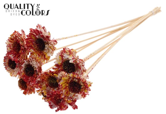 Shola Daisy Sunflower 6cm on stem Multicolour Red/Yellow