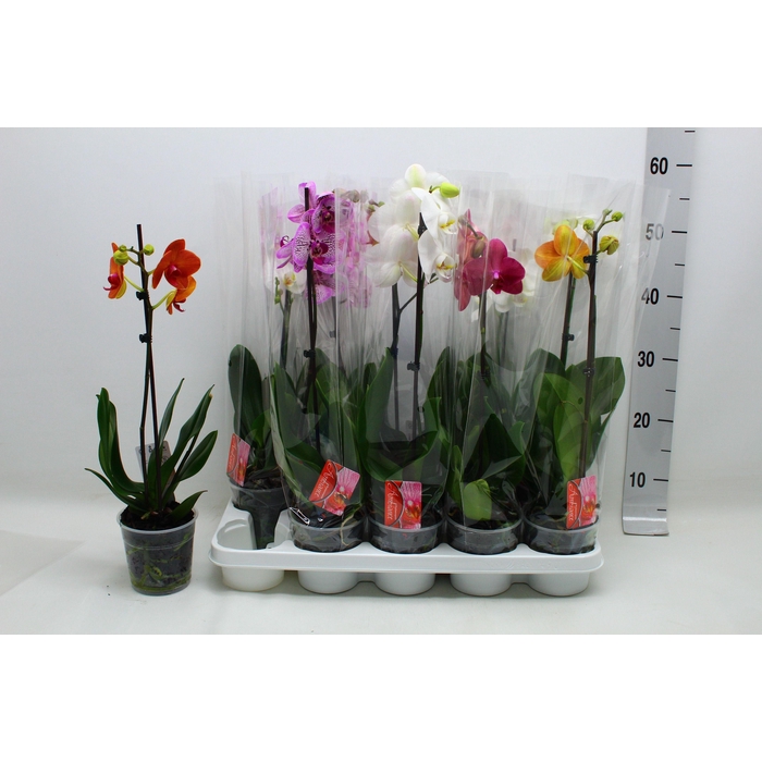 <h4>PHAL GEM</h4>