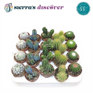 Cactus gemengd