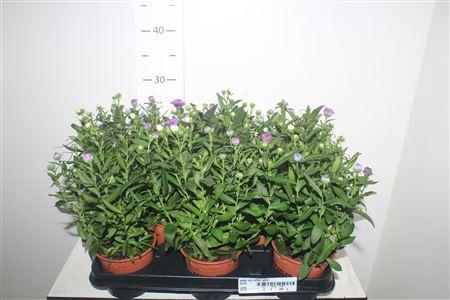 <h4>Aster Nb Victori Gem</h4>