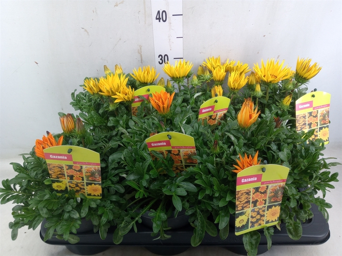 <h4>Gazania   ...mix</h4>