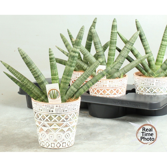 <h4>SANSEV CY HANDSHAKE</h4>