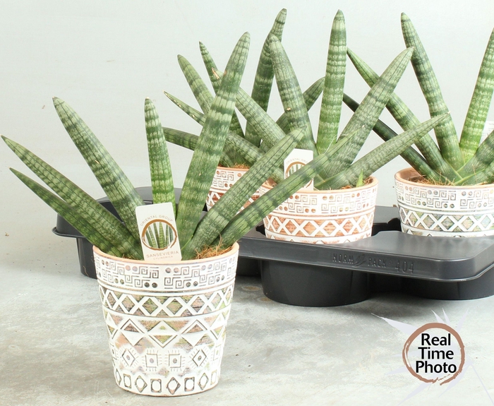 <h4>SANSEV CY HANDSHAKE</h4>