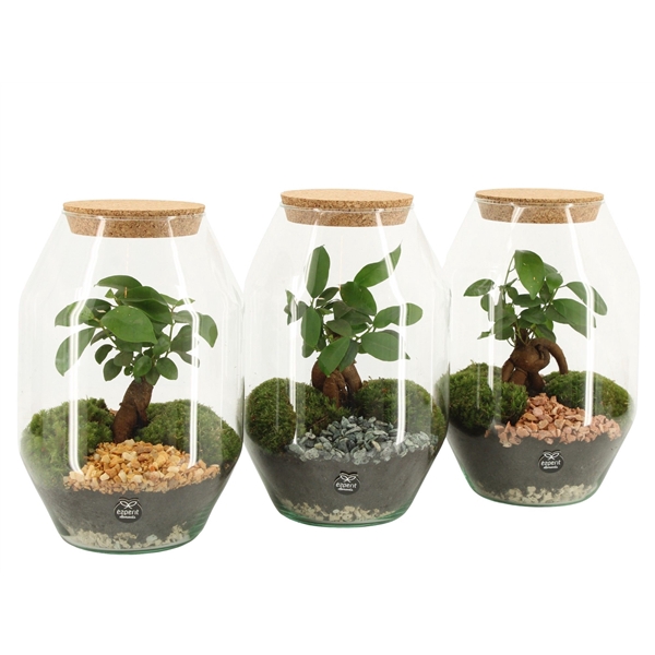 <h4>90805: Terrarium arrangement</h4>