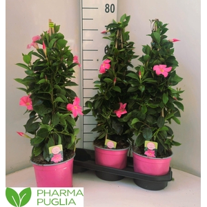 MANDE RIO PINK