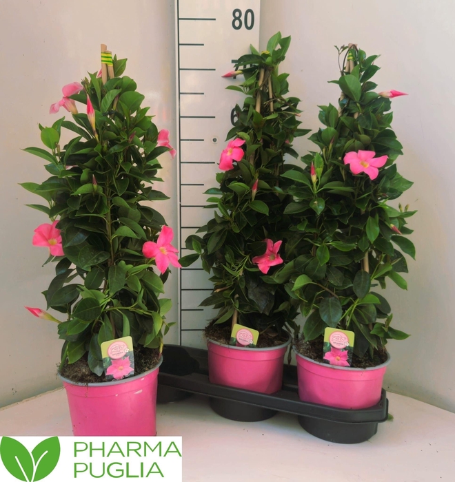 MANDE RIO PINK