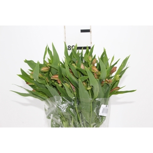 ALSTROEMERIA CANYON 080 CM