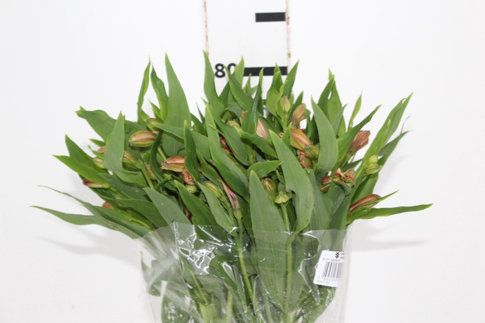 <h4>ALSTROEMERIA CANYON 080 CM</h4>
