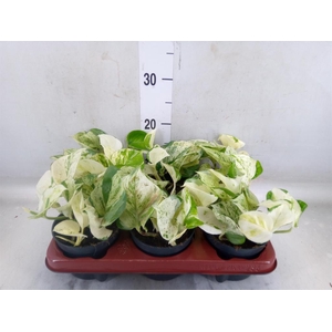 Epipremnum pinn. 'Happy Leaf'