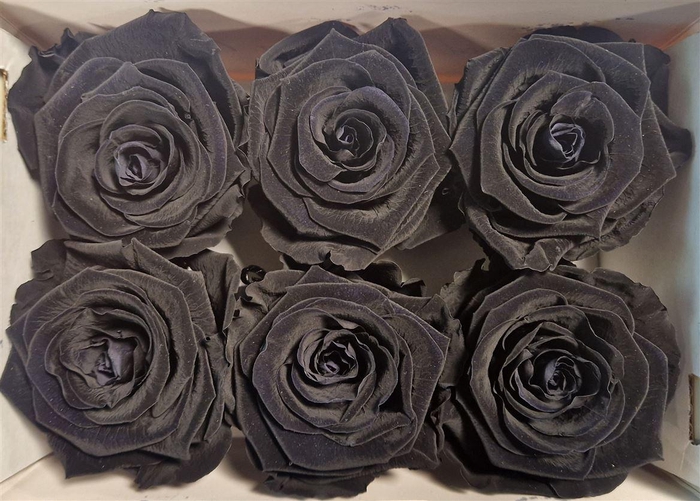 <h4>Ro Pres Classic Black</h4>