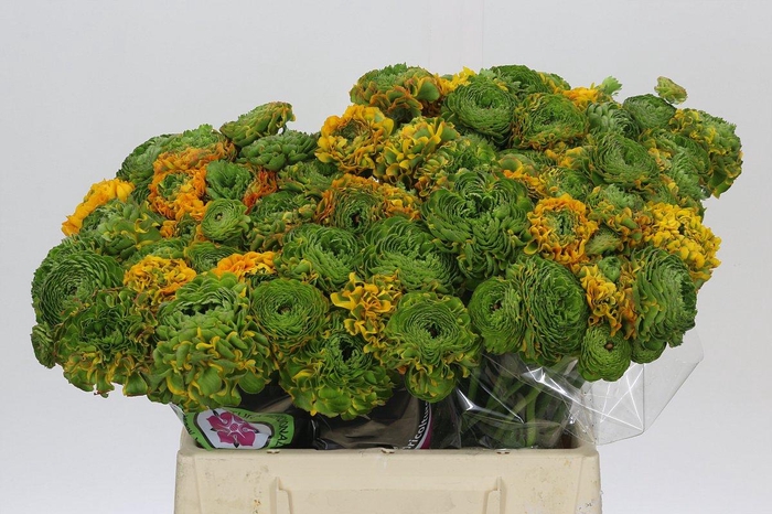 <h4>Ranunculus Pon Pon Merlino</h4>