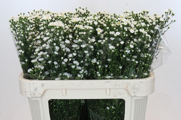 <h4>Aster Paquita</h4>