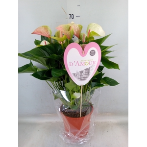 Anthurium andr. 'Fantasy Love'