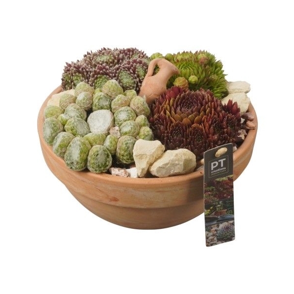 <h4>PTS2850 Arrangement Sempervivum in terracotta schaal</h4>