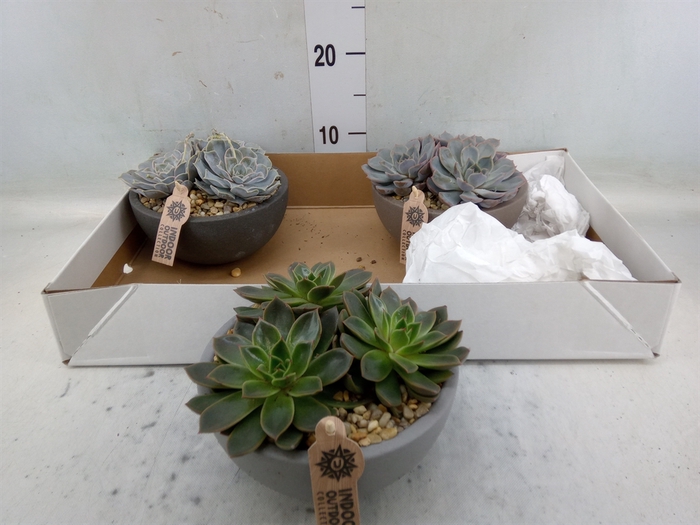 <h4>Arr.  Succulents L%</h4>