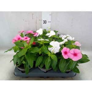Catharanthus ros. 'Titan-Ium' ..mix