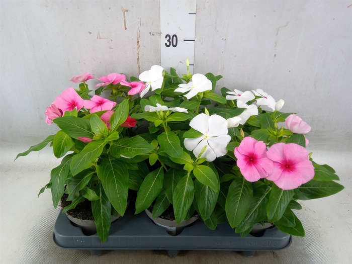 <h4>Catharanthus ros. 'Titan-Ium' ..mix</h4>