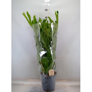 Philodendron bipinn. 'Little Hope'