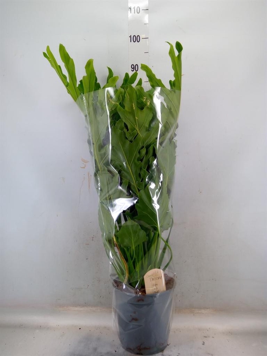 <h4>Philodendron bipinn. 'Little Hope'</h4>