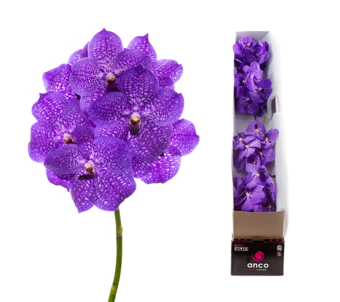 <h4>Vanda Violet Blue X4</h4>