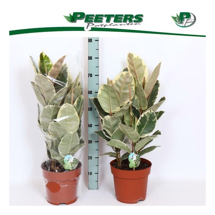 <h4>FIC EL TINEKE</h4>