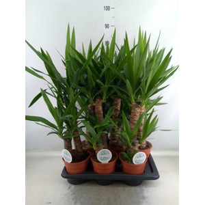 Yucca