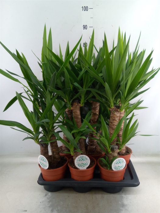 <h4>Yucca</h4>