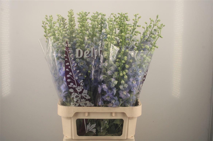 <h4>Delph El Dewi Noa Pale Blue</h4>
