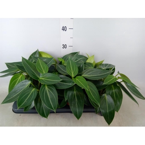 Peperomia