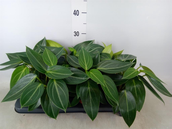 <h4>Peperomia</h4>