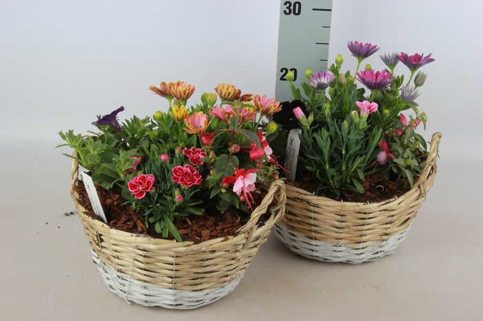 <h4>ARR TUINPLANTEN</h4>