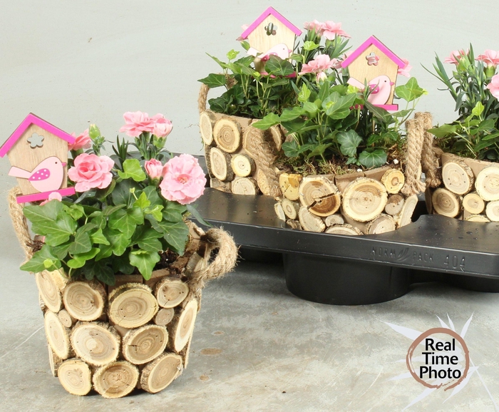 <h4>ARR TUINPLANTEN</h4>